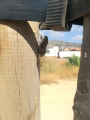 Cicada barbara lusitanica