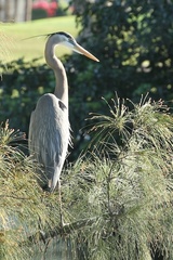 Ardea herodias