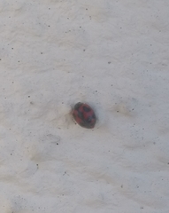 Novius cardinalis
