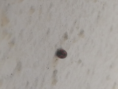 Novius cardinalis