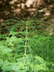 Equisetum telmateia
