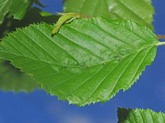 Aceria tenella