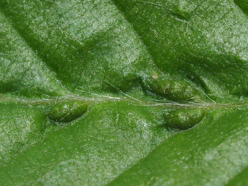 Aceria tenella