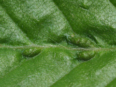 Aceria tenella