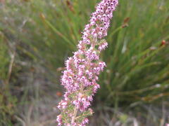 Erica hispidula hispidula