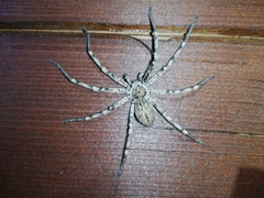 Eusparassus