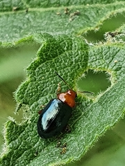 Podagrica fuscicornis