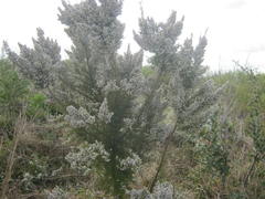 Erica scabriuscula