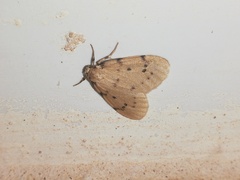Paidia rica