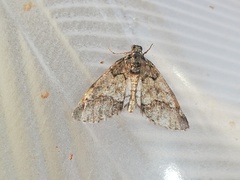 Tephronia lhommaria
