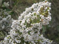 Erica scabriuscula