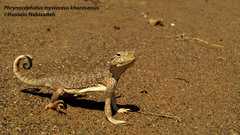 Phrynocephalus mystaceus