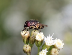 Stomorhina discolor