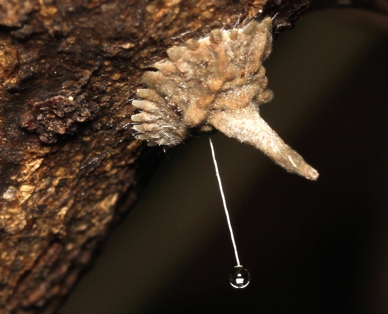 Horned Soft Scale