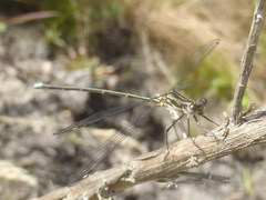 Chlorolestes tessellatus