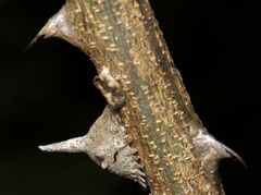 Aspidoproctus