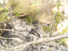 Chlorolestes tessellatus