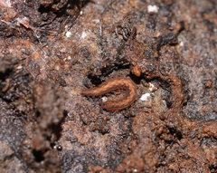 Ooperipatus centunculus