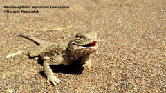Phrynocephalus mystaceus
