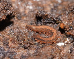 Ooperipatus centunculus