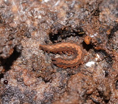 Ooperipatus centunculus