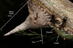 Aspidoproctus
