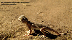 Phrynocephalus mystaceus