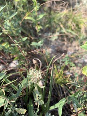 Odontotarsus