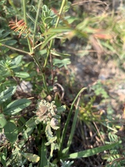 Odontotarsus