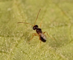 Alloxysta