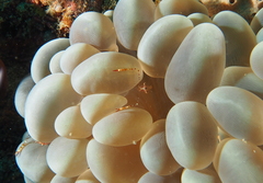 Cuapetes ischiospinosus