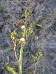 Eulophia cochlearis
