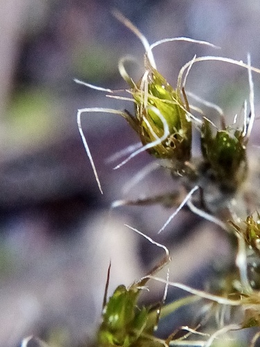 Campylopus introflexus