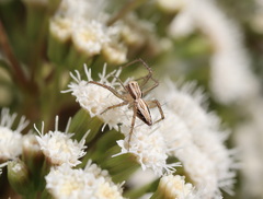 Oxyopes elegans