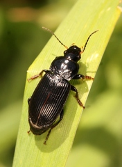 Anisodactylus binotatus
