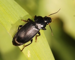 Anisodactylus binotatus