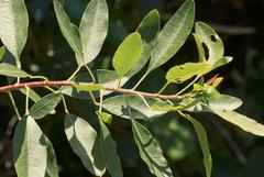 Heteromorpha arborescens arborescens