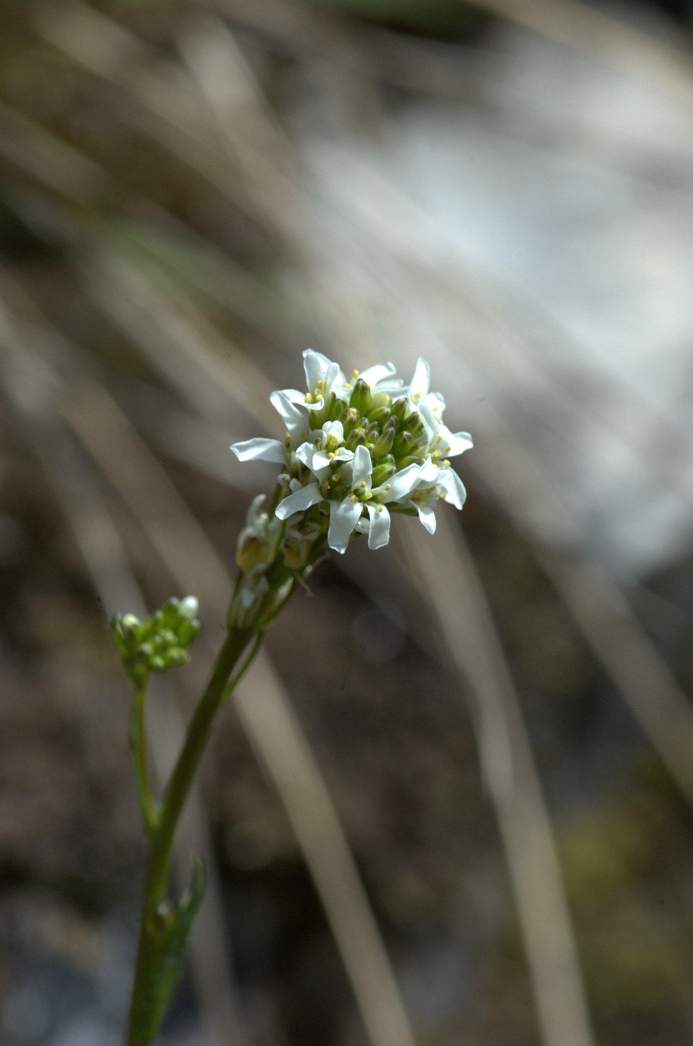 Arabis