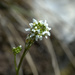 Arabis - Photo (c) Bas Kers, some rights reserved (CC BY-NC-SA)