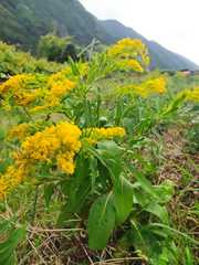 Solidago azorica