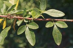 Heteromorpha arborescens arborescens