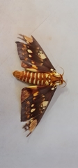 Citheronia hamifera