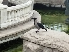 Corvus cornix