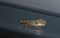 Tinea pallescentella