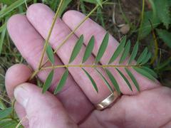 Tephrosia semiglabra