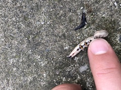 Lepidoptera