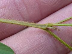 Tephrosia semiglabra