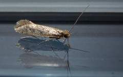 Tinea pallescentella