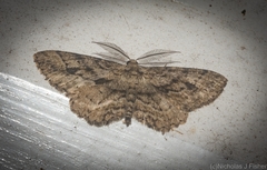 Boarmia curtaria