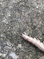Lepidoptera